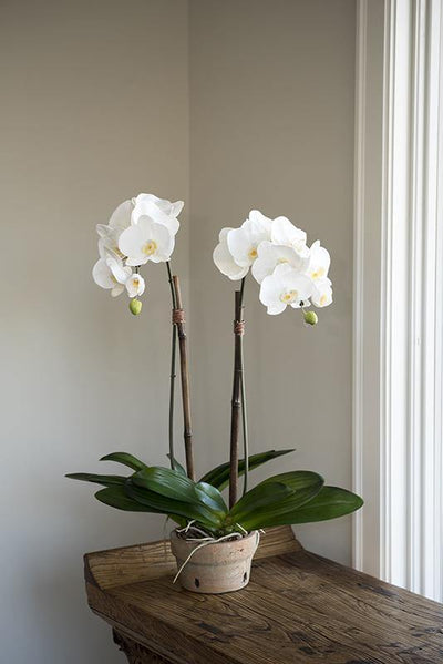 Phalaenopsis Orchid x2 in Rustic Terracotta - White - New Growth Designs