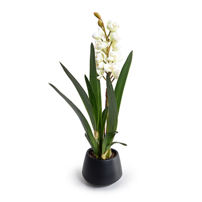 Cymbidium Orchid in Black Ceramic Vase 26"H