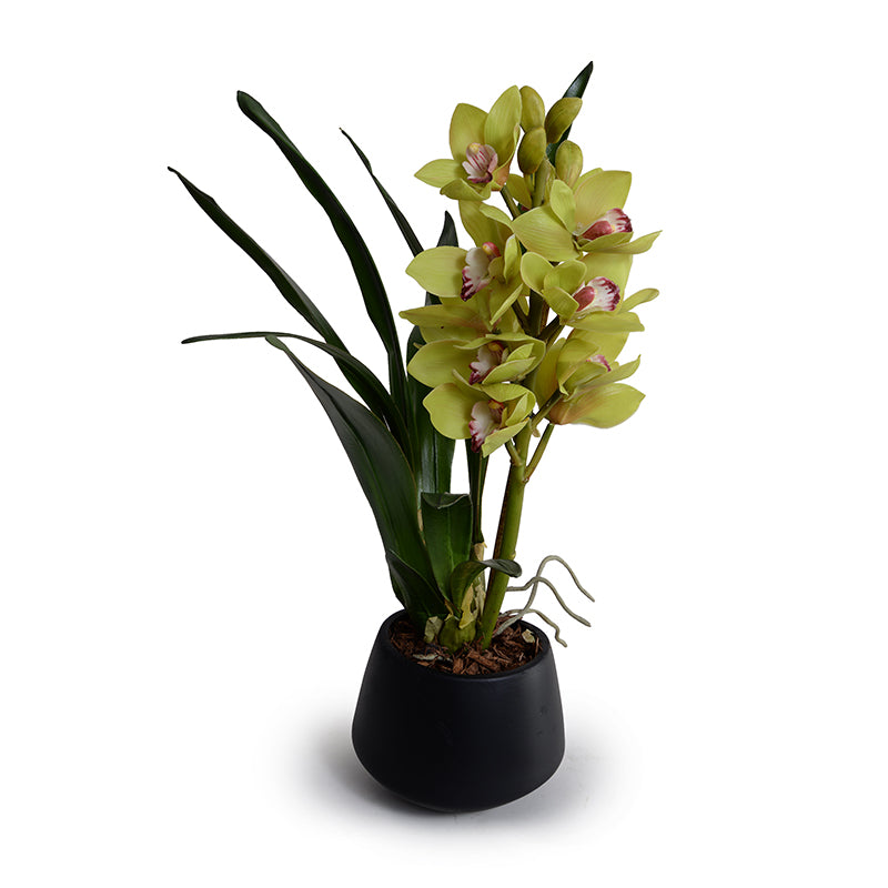 Cymbidium Orchid in Black Ceramic Vase, 22"H - Green