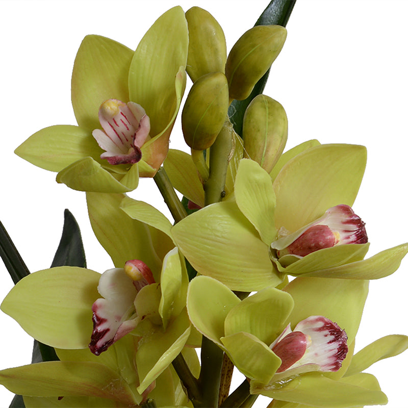 Cymbidium Orchid in Black Ceramic Vase 22"H