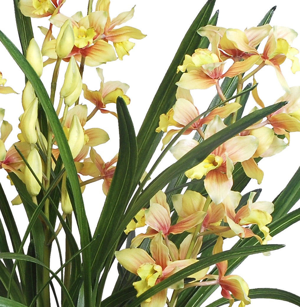 Cymbidium Orchid in Terracotta 32"H