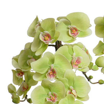 Phalaenopsis Orchid x2 in White Ceramic Bowl 28"H