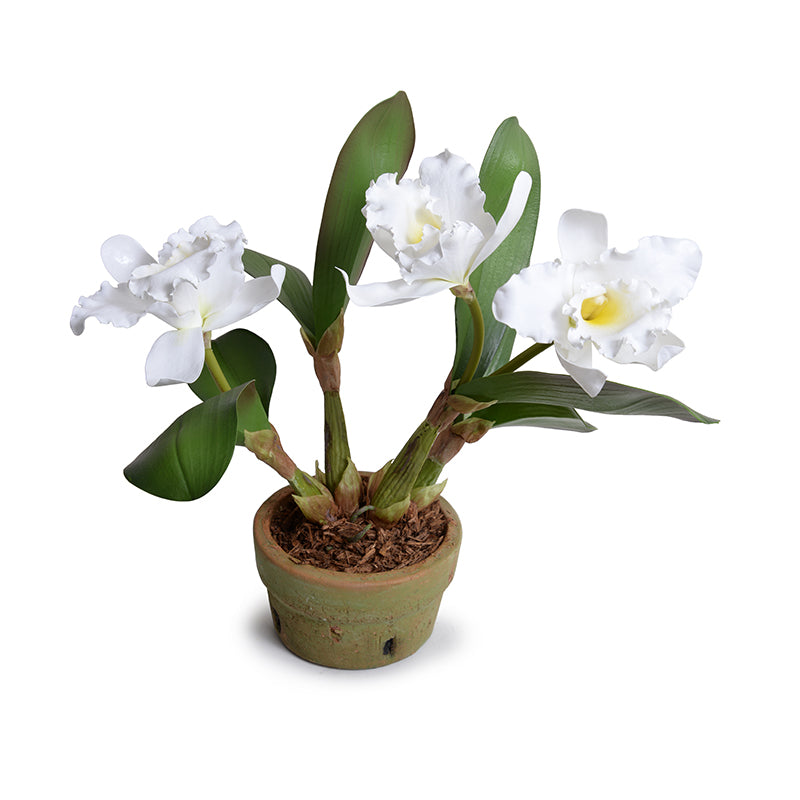 Cattleya Orchid, White - New Growth Designs