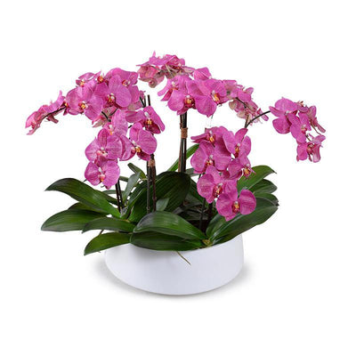 Phalaenopsis Orchid x9 in Ceramic Bowl - Fuchsia - New Growth Designs