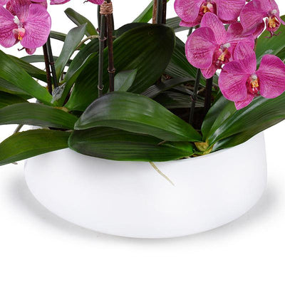Phalaenopsis Orchid x9 in Ceramic Bowl - Fuchsia - New Growth Designs