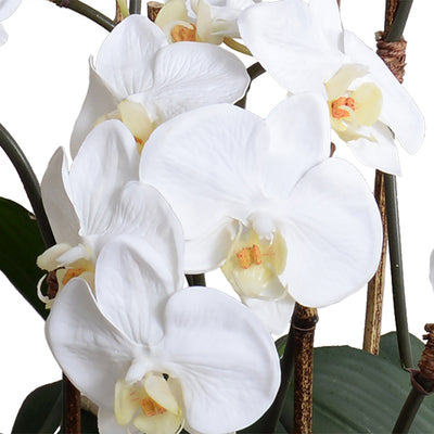 Phalaenopsis Orchid x9 in Black Bowl 20"H
