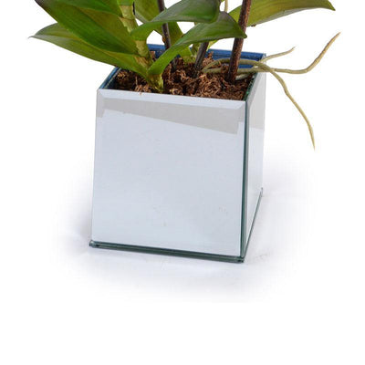 Aranda Orchid in Mirror Vase - Red - New Growth Designs