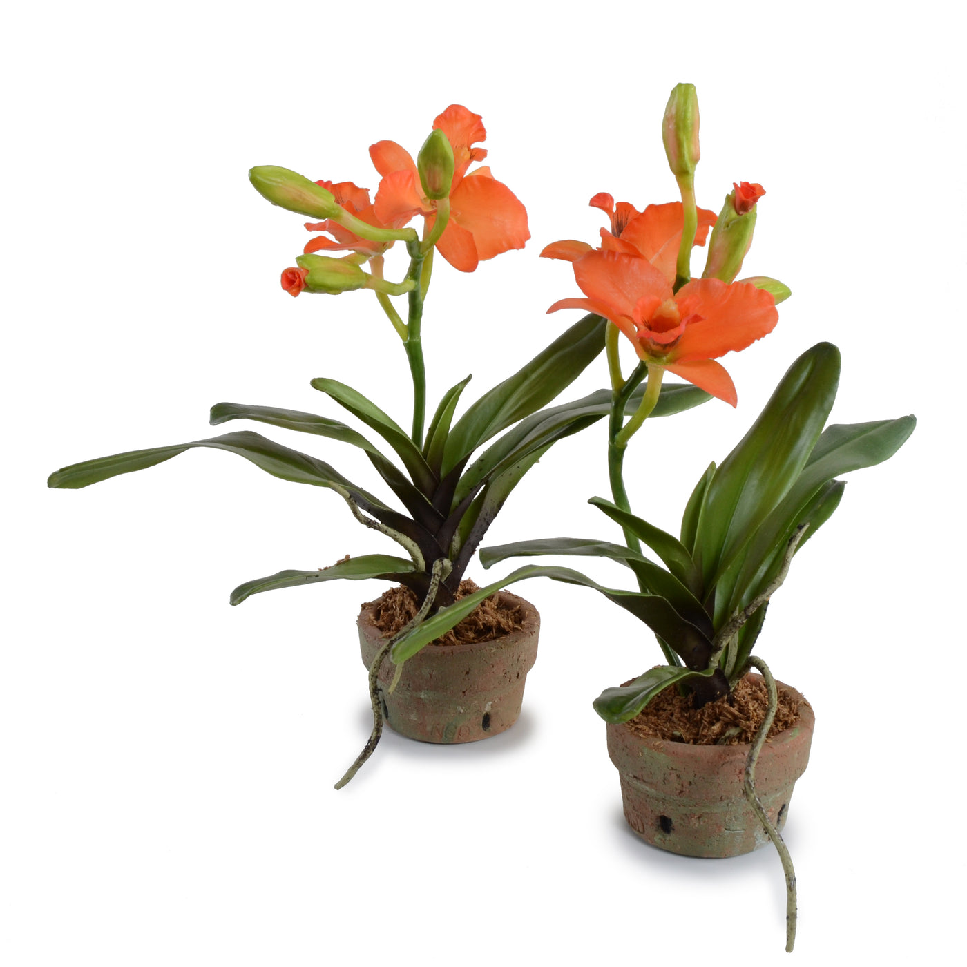 Cattleya Orchid in Terracotta 13"H