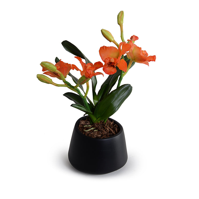 Cattleya Orchid in Black Ceramic 14"H