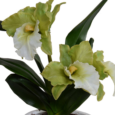 Cattleya Orchids in White Ceramic 13"H