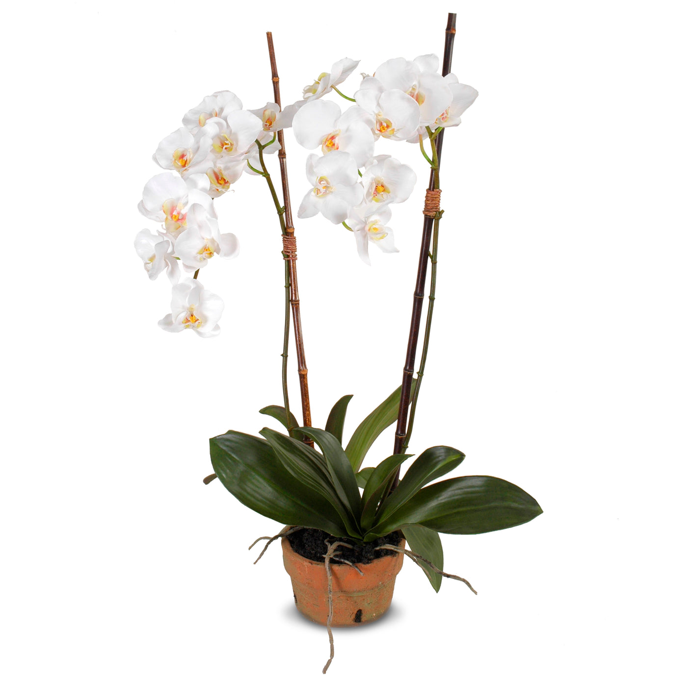 Phalaenopsis Orchid x2 in Terracotta 34"H