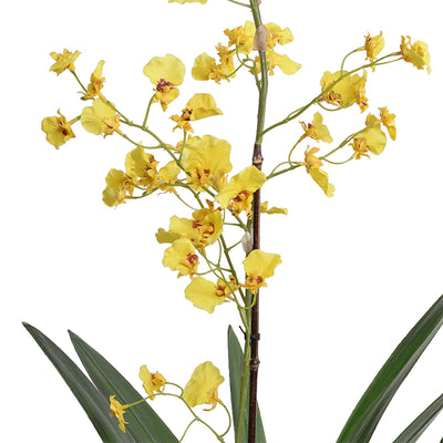 Oncidium Orchid in Black Ceramic Vase 32"H