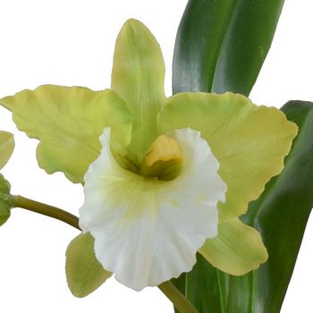 Cattleya Orchid in Terracotta 12"H