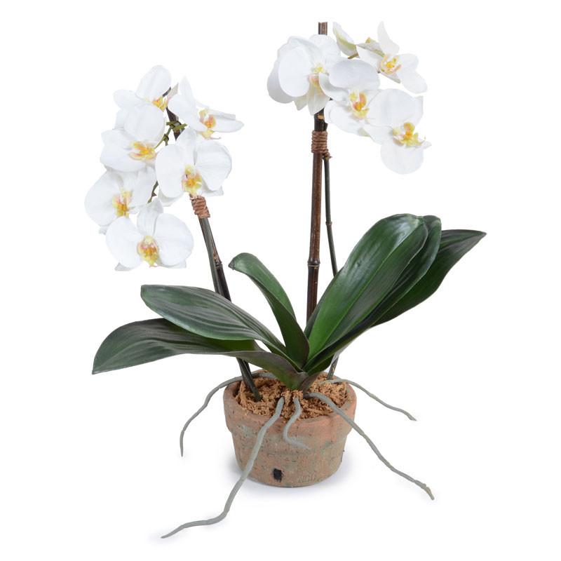 Phalaenopsis Orchid x2 in Terracotta 18"H