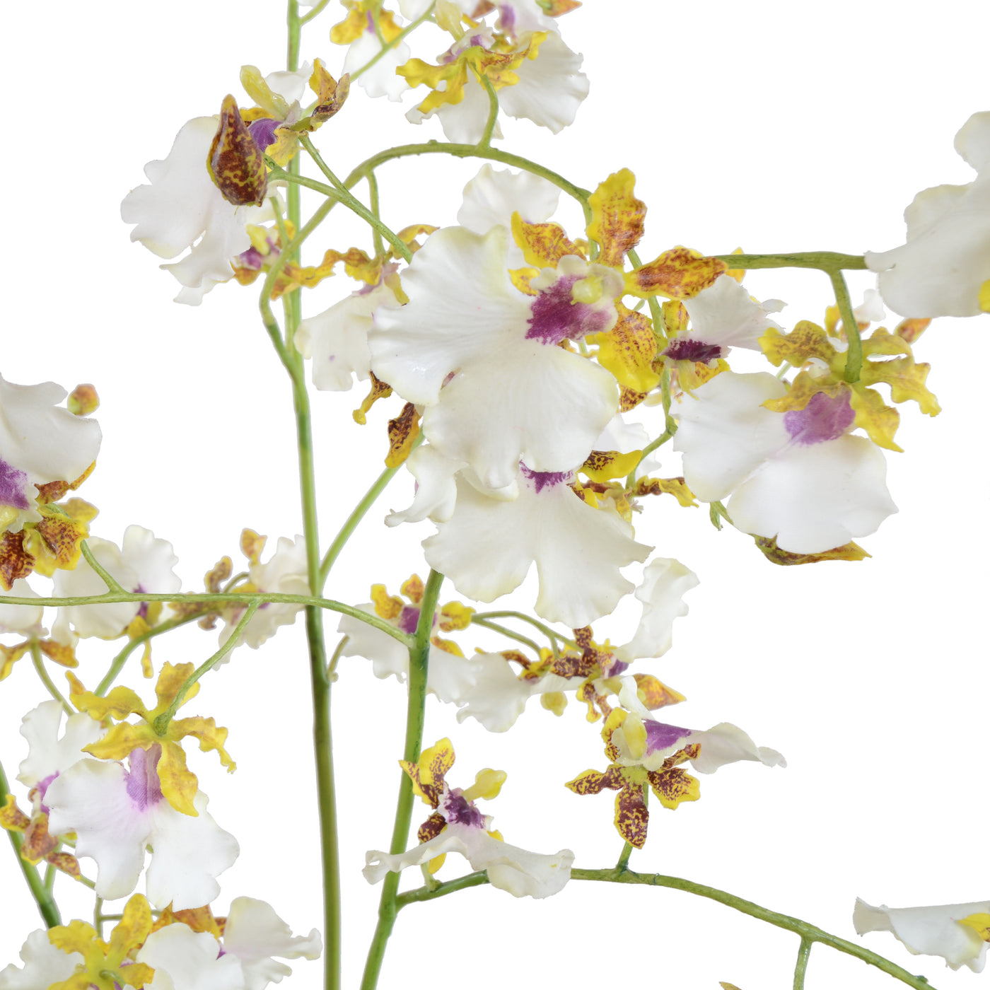 Hybrid Oncidium Orchid 34"H