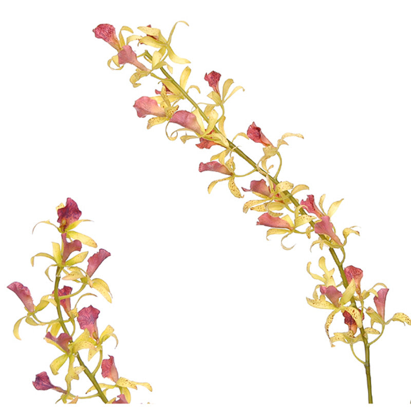 Laeliocattleya Orchid in Terracotta 60"H