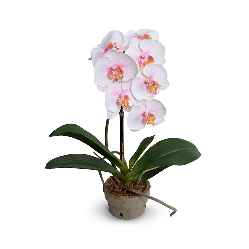 Phalaenopsis Orchid x1 in Terracotta 16"H