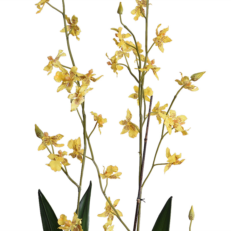 Zygopetalum Orchid in Black Ceramic Vase, 50"H - Yellow