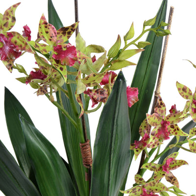 Cymbidium Orchid in Terracotta 29"H