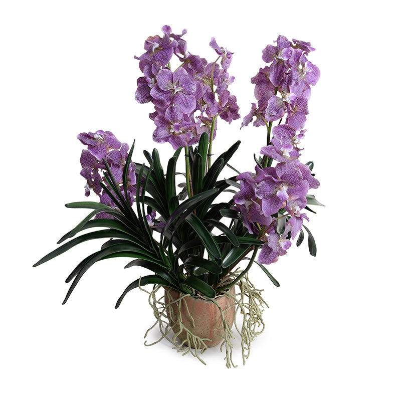 Vanda Orchid in Terracottta, 29"H - Purple