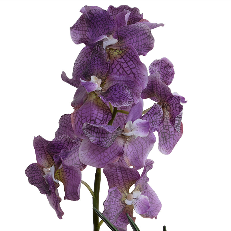 Vanda Orchid in Black Ceramic Vase, 28"H - Purple