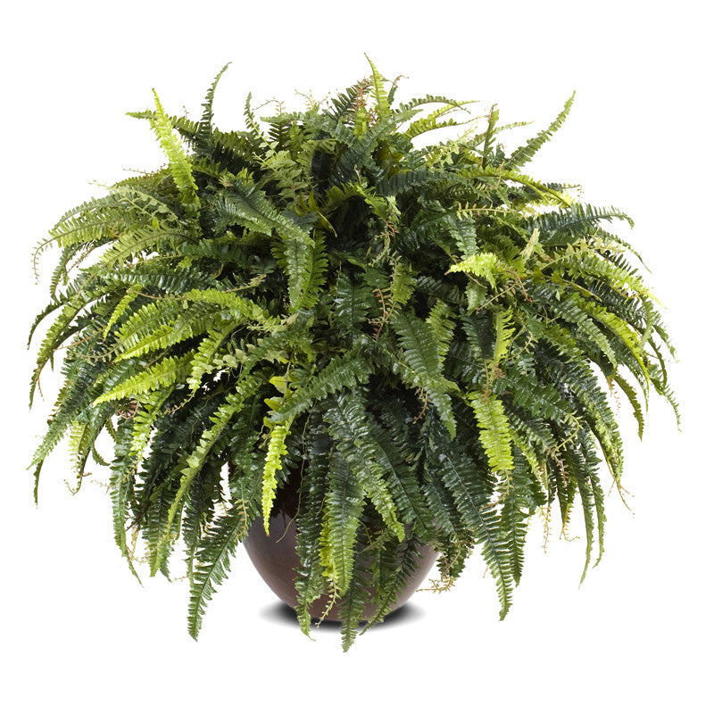 Forest Fern XL 30