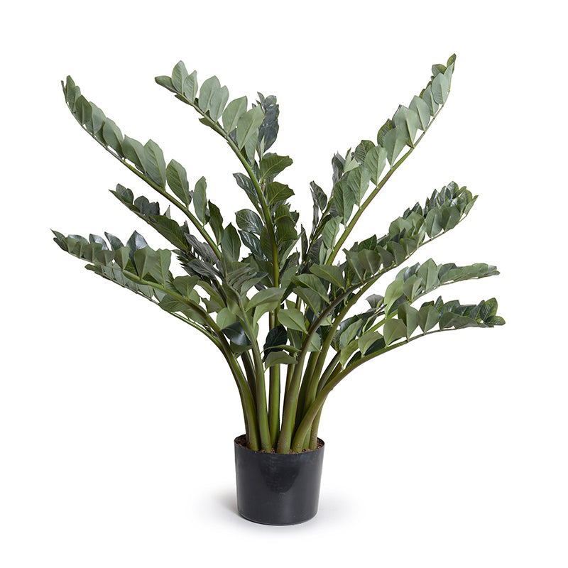 fake zz plants Zamiifolia ("ZZ") Plant 48"H – New Growth Designs