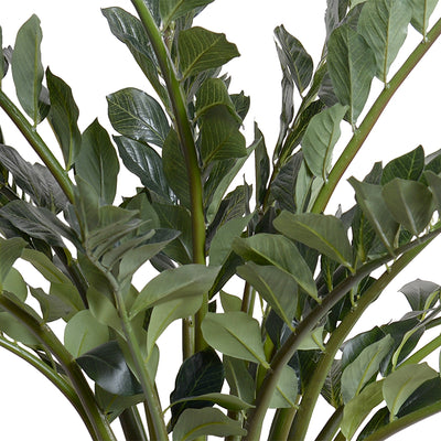 Zamiifolia Plant 48"H