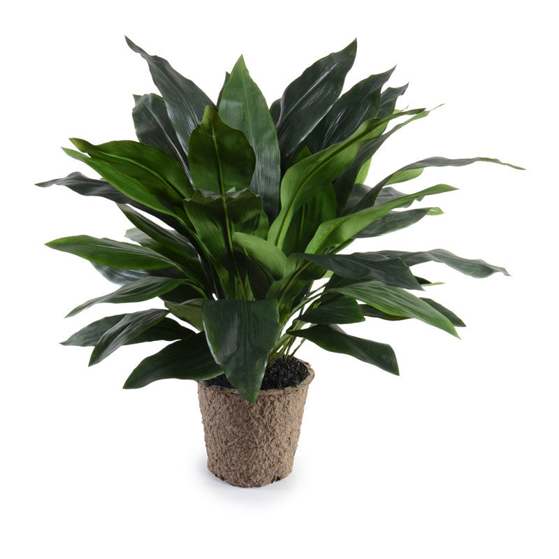 Aspidistra Plant 34"H  New Growth Designs