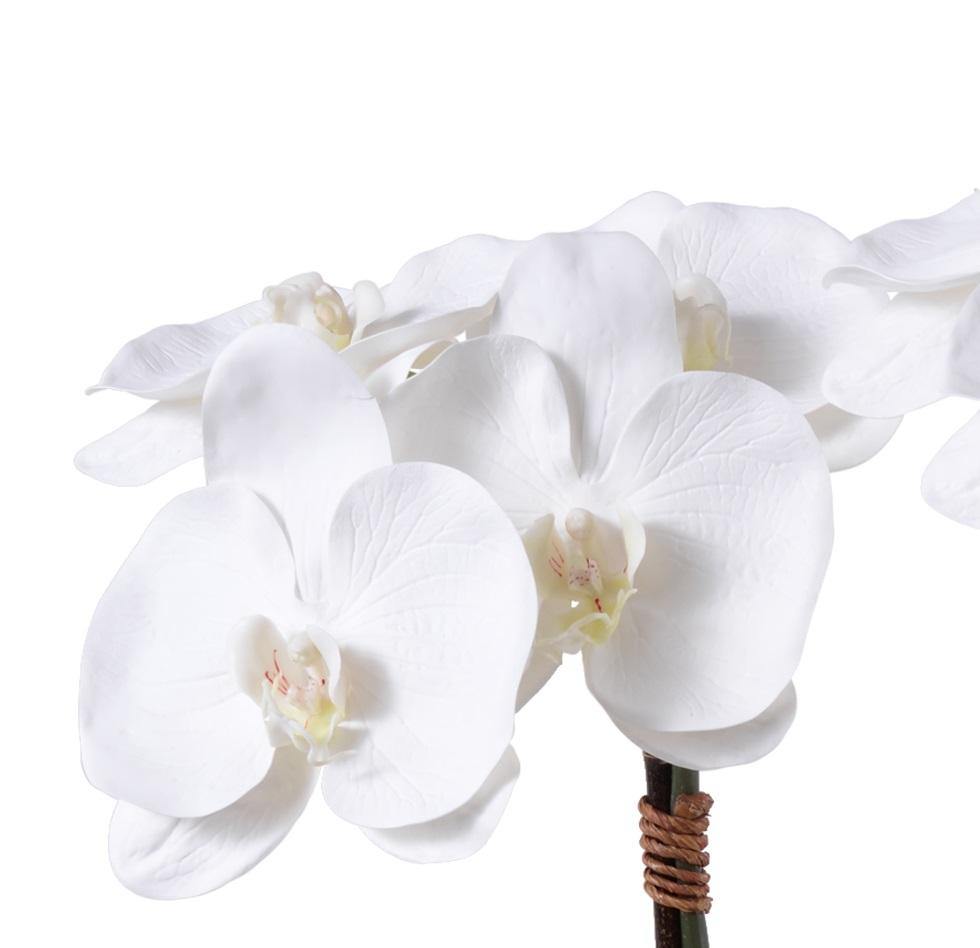 Phalaenopsis Orchid x2 in Short Glass Cylinder - White - New Growth Designs