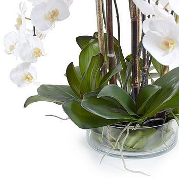 Phalaenopsis Orchid x8 Leaf-It 34"H