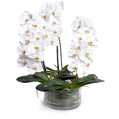 Phalaenopsis Orchid x3 Leaf-It 30"H