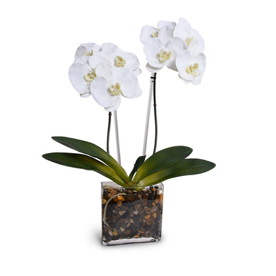 Phalaenopsis Orchid x2 in Glass Envelope 24"H