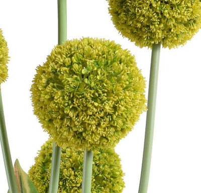 Allium in Glass Column - Green - New Growth Designs