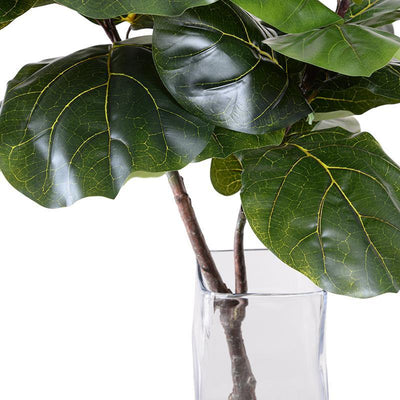Fiddle Leaf Fig Branch in Glass Column - New Growth Designs