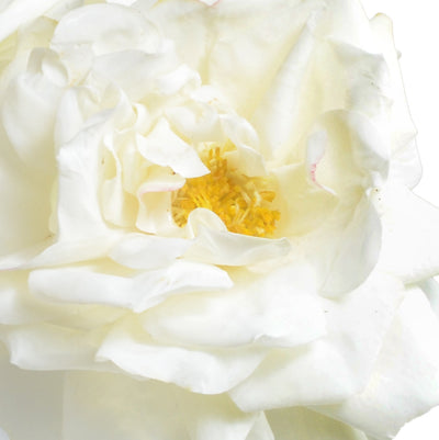 Rose Cutting in Glass - Cream 10"H