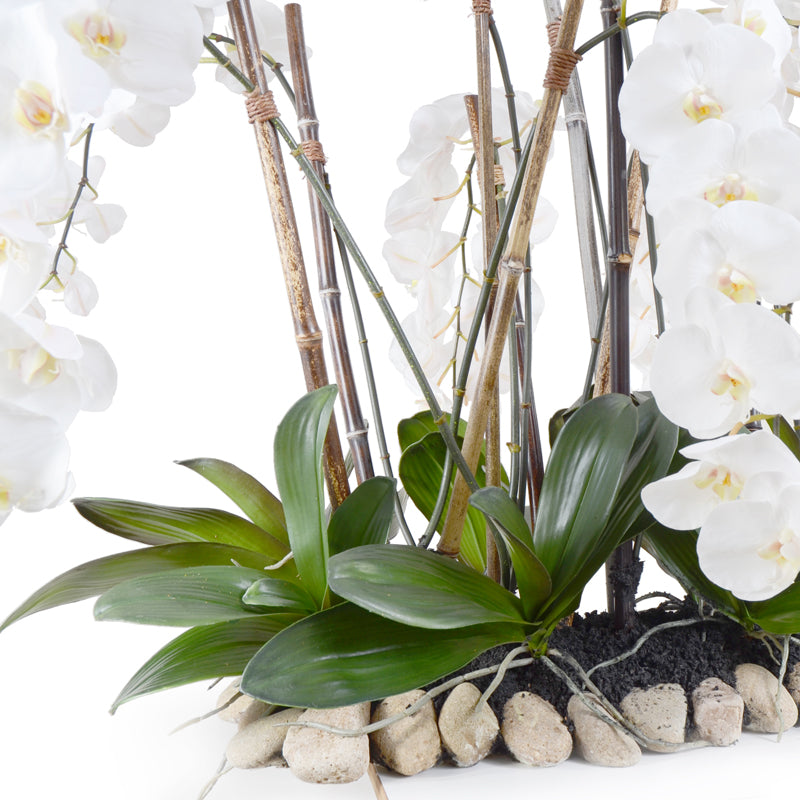 Phalaenopsis Orchid Flowerscape - White