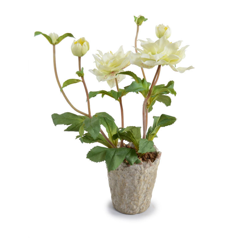 can you plant lenten roses in pots Lenten Rose in Clay Pot 12