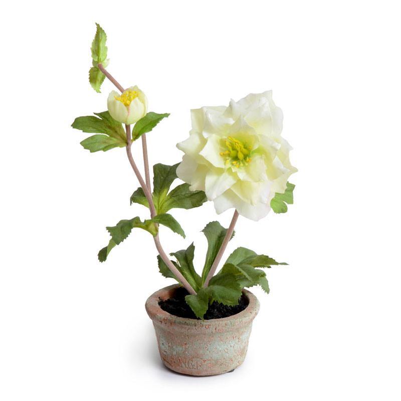 can you plant lenten roses in pots Lenten Rose Mini-Pot 9