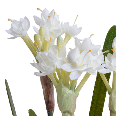 Paperwhite Narcissus Mini-Pot 12"H