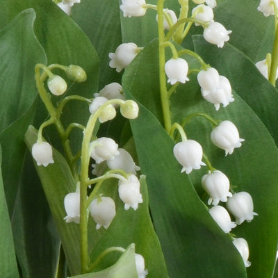 Lily of the Valley 10"H