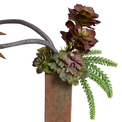 Dracaena Marginata & Succulents in Terracotta