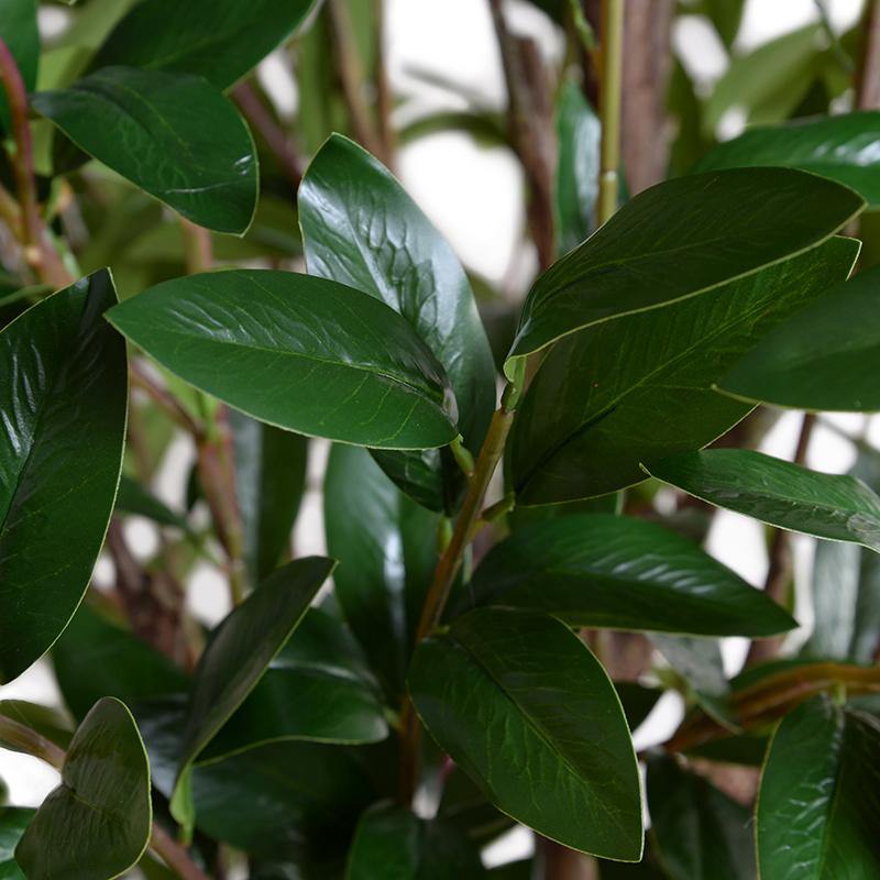Camellia tree, 8' - New Growth Designs