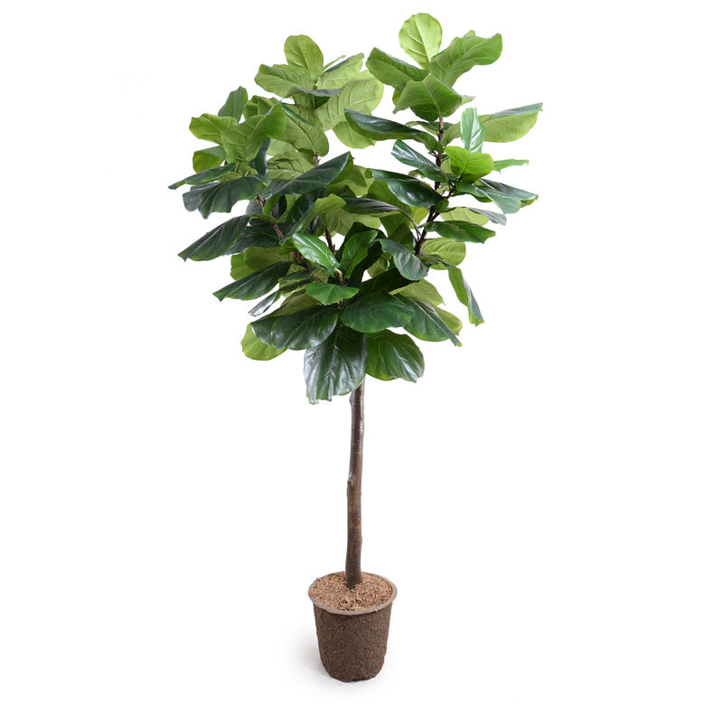 new growth fiddle leaf fig Fiddle Leaf Fig Tree 7.5' – New Growth Designs