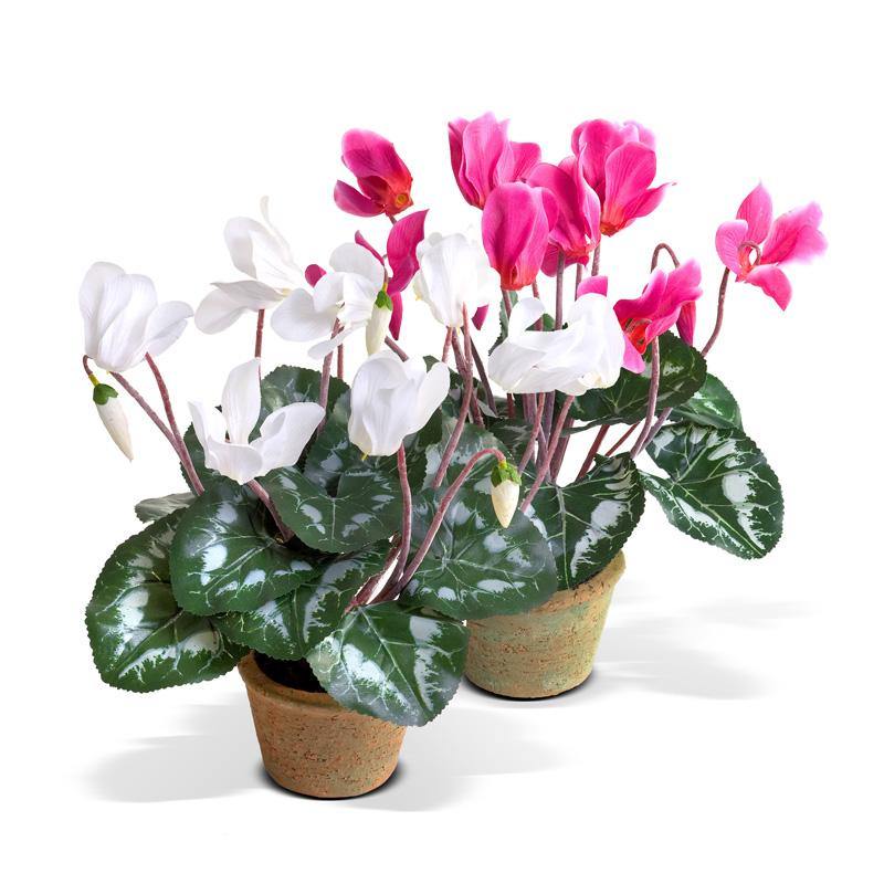 indoor cyclamen plants for sale Cyclamen Plant in Terracotta 12"H – New Growth Designs