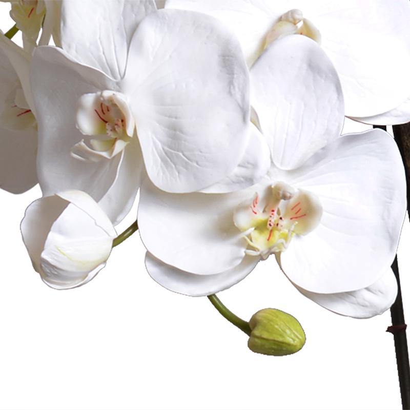 Phalaenopsis Orchid x5 in Ceramic Vase - White - New Growth Designs