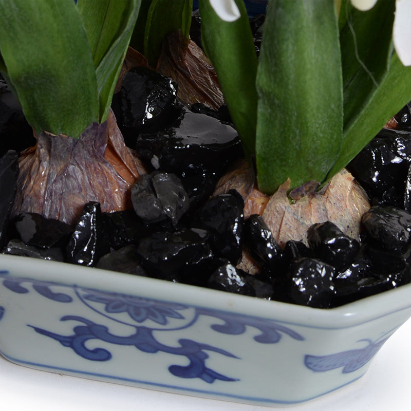 Hyacinth Bulbs in Blue & White Dish