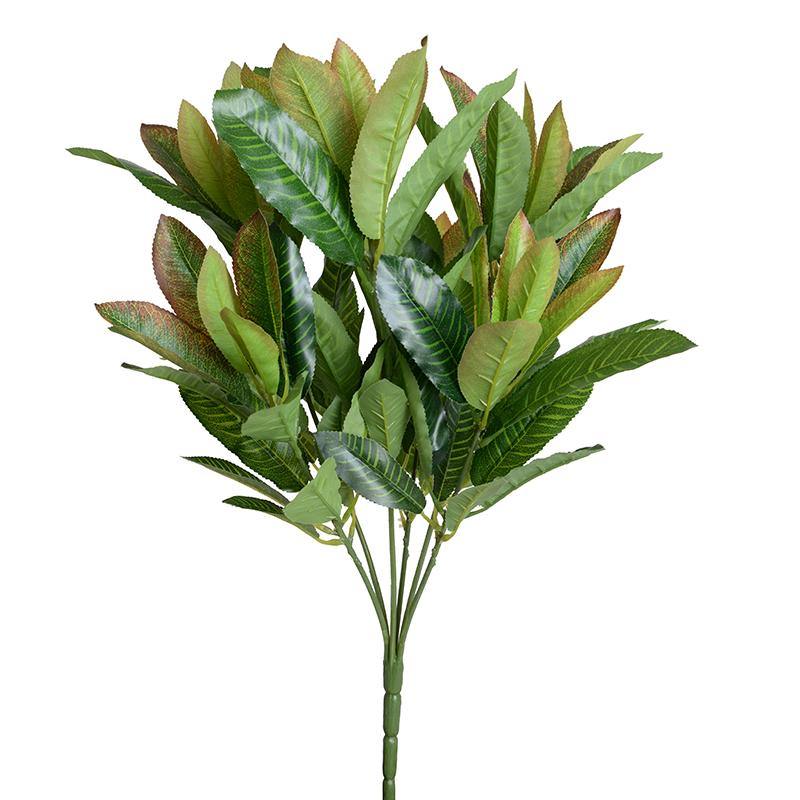 aglaonema new leaf Aglaonema Branch, 20
