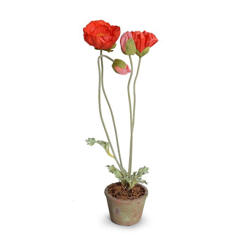 can poppies be planted in pots Poppy in Terracotta 20