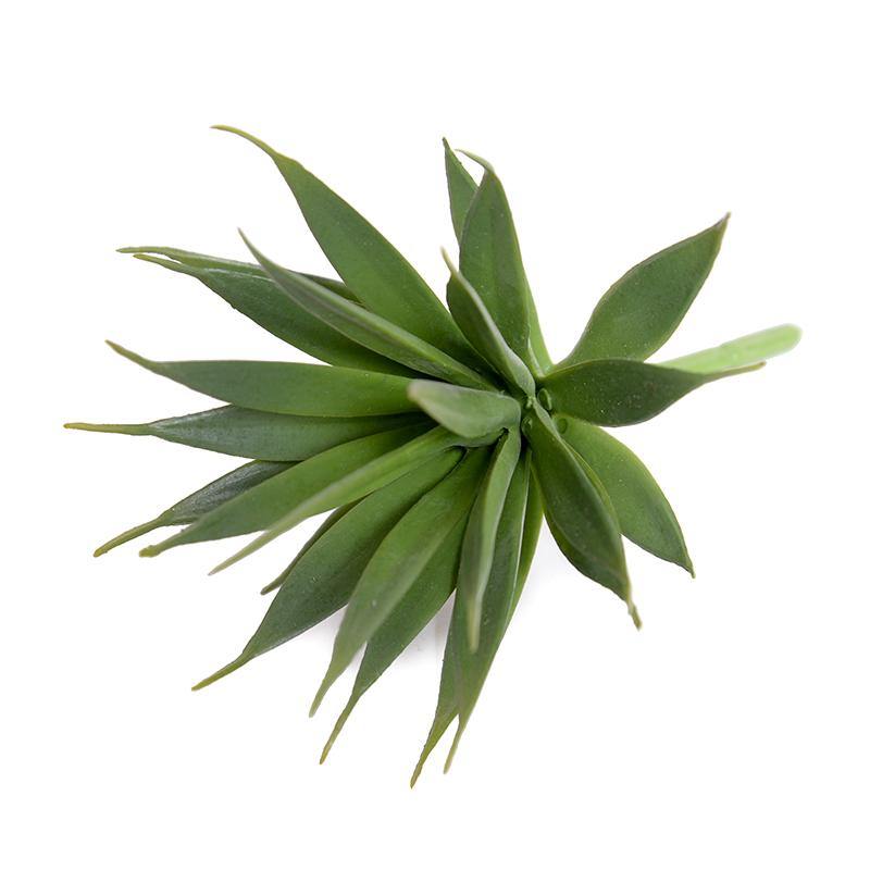 Agave Albomarginata Succulent Pick 7.5